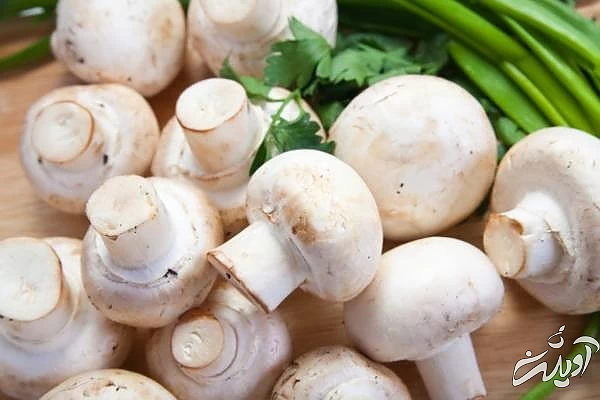 طرز شستن و نگهداری قارچ فریز کردن قارچ ها